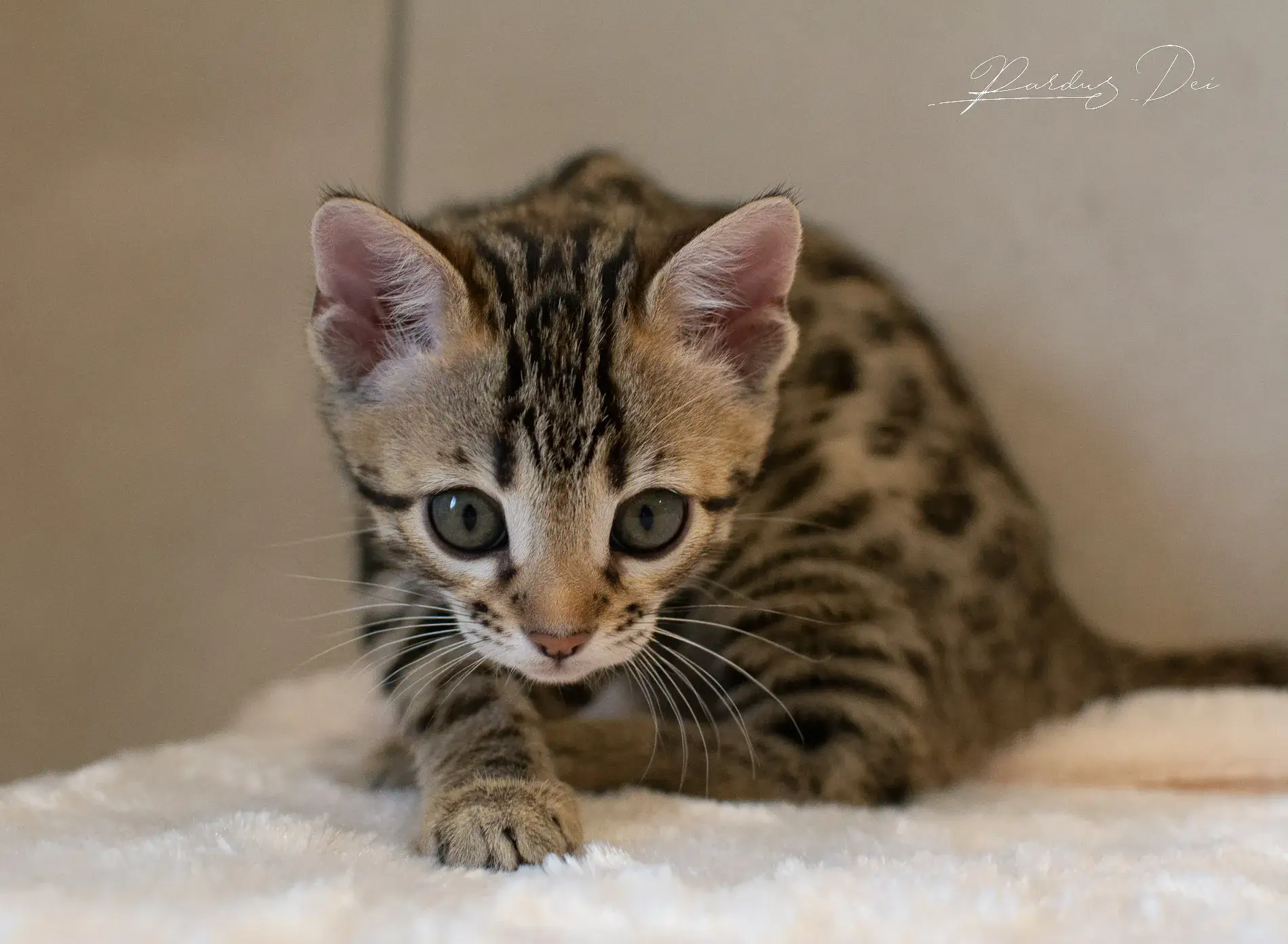 chaton bengal